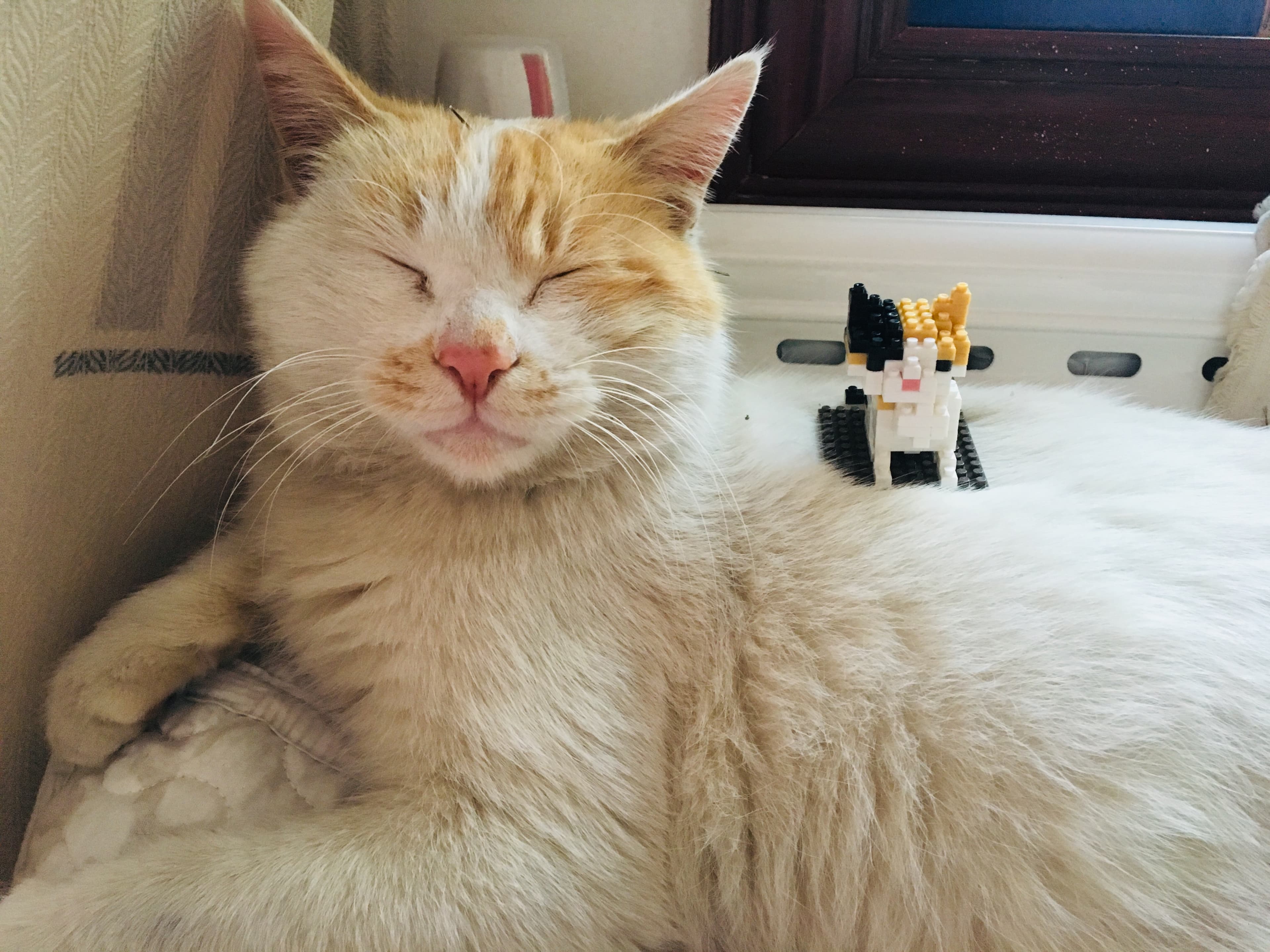 橘白色猫的示例照片，用于理解图像输入